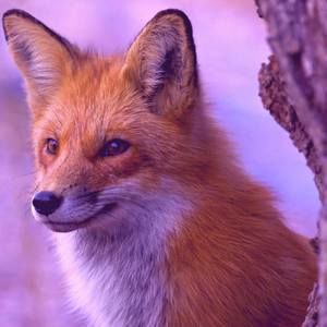 Meet your Posher, Charles